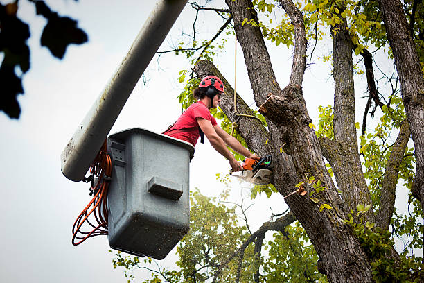 Tree Service Company in Parowan, UT